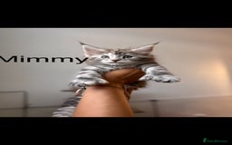 Maine Coon cats for sale: Maine coon polydactyl kittens DNA clear  - Image 3