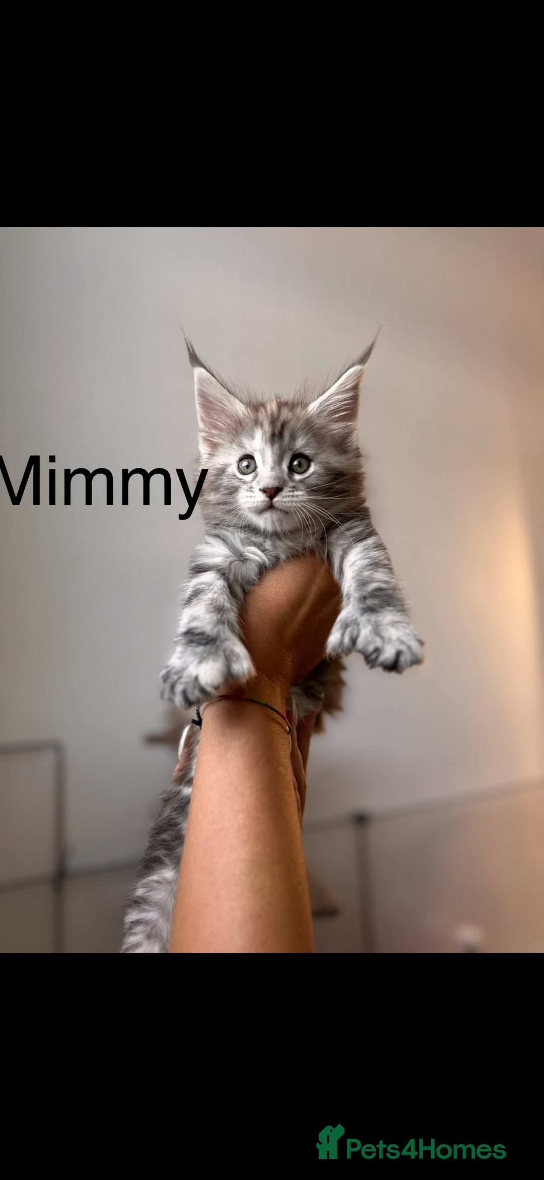 Maine Coon cats for sale: Maine coon polydactyl kittens DNA clear  - Image 3