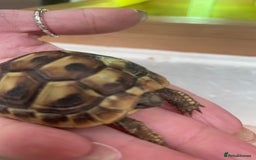 Hermann Tortoise reptiles for sale: Baby Hermann Tortoises 🐢🐢 - Image 7