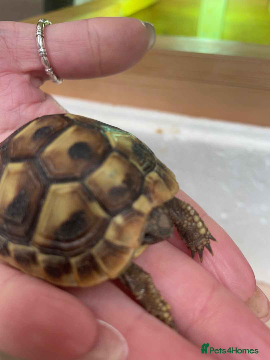 Hermann Tortoise reptiles for sale: Baby Hermann Tortoises 🐢🐢 - Image 7