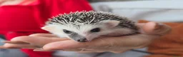 Pygmy Hedgehog rodents for sale: Male split faces african pigmy hedgehog  - Advert 3