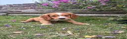 Cocker Spaniel dogs for sale: Cute cocker spaniel babies  in Newport - Advert 11