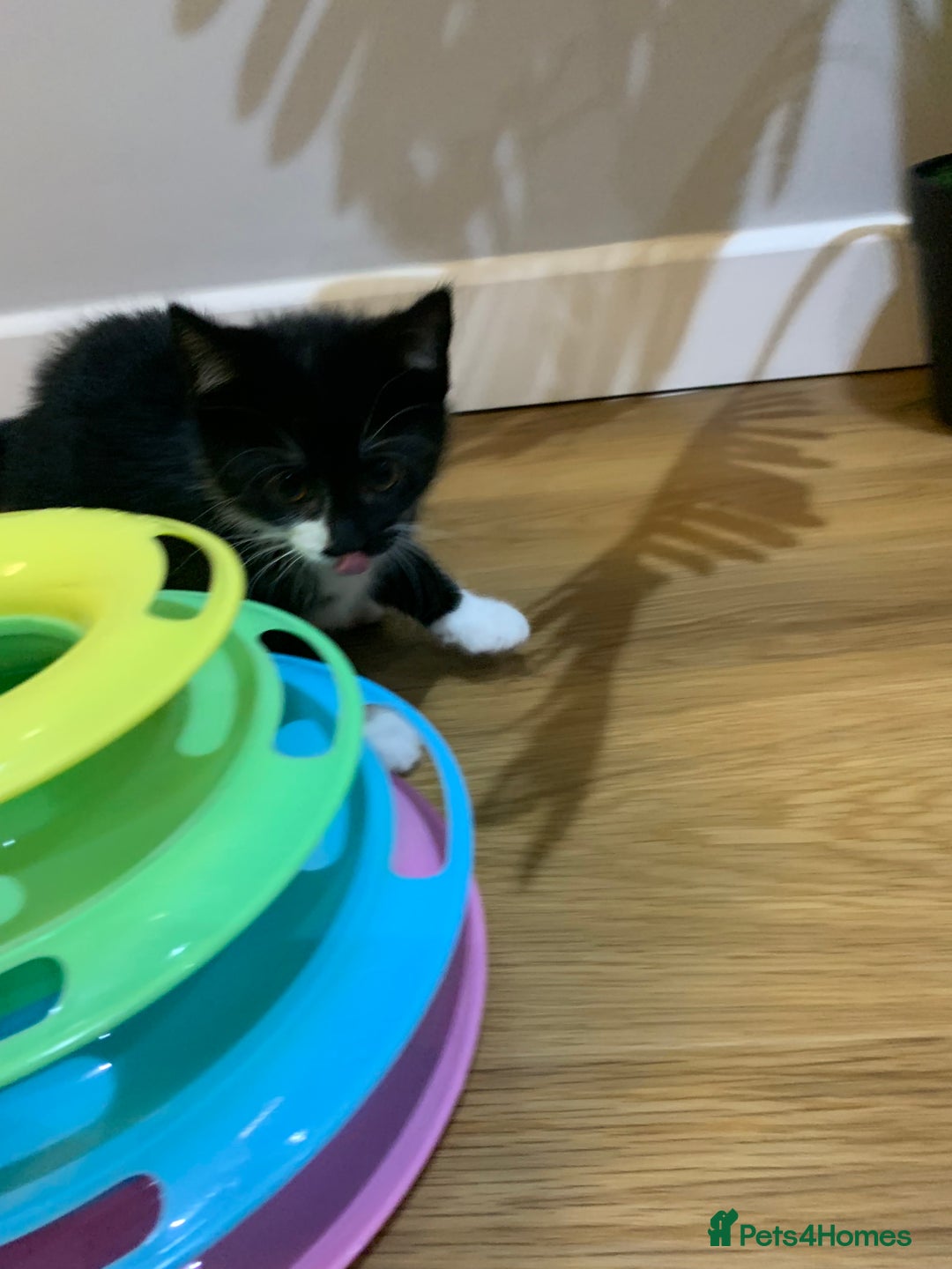 Mixed Breed cats for sale: Fluffy,bengal mixed,energetic kittens - Image 15