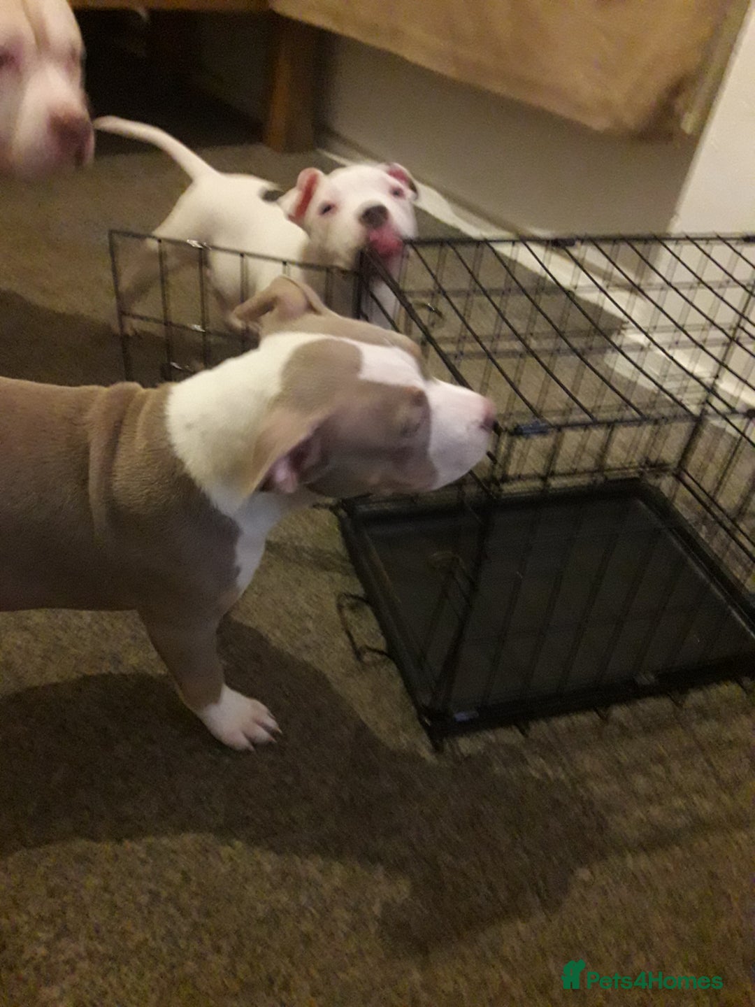 Mixed Breed dogs for sale: 3 month old pocket bullies  - Advert 5