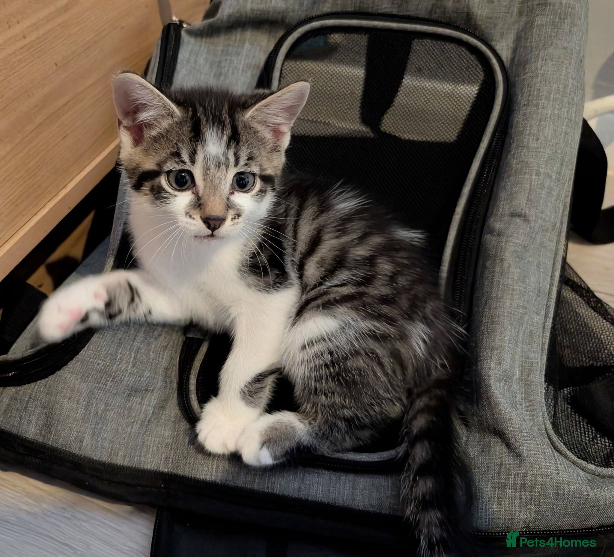 Mixed Breed cats Beautiful kittens - only one girl left - Advert 2