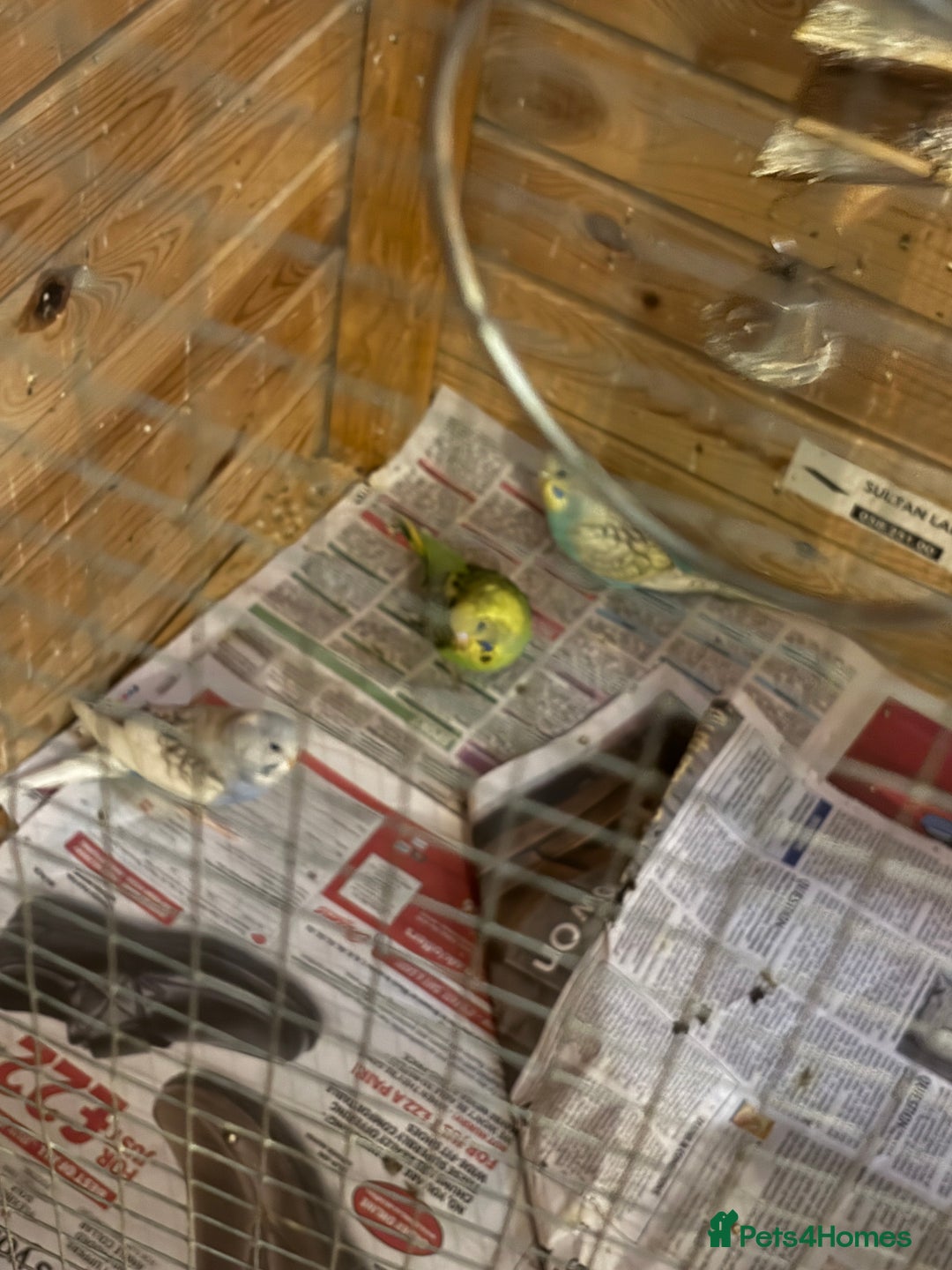 Budgerigars birds for sale: 8 budgies for sale, mix of male and female - Advert 7