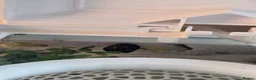 Bettas fish for sale: Male Super Delta Betta & Accessories  in Staines - Advert 7