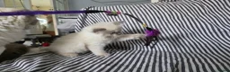 Ragdoll cats for sale: GCCF REGISTERED RAGDOLL KITTENS - Advert 9