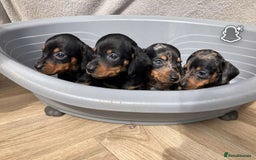 Miniature Dachshund dogs for sale: Miniature dachshund puppies - Image 11