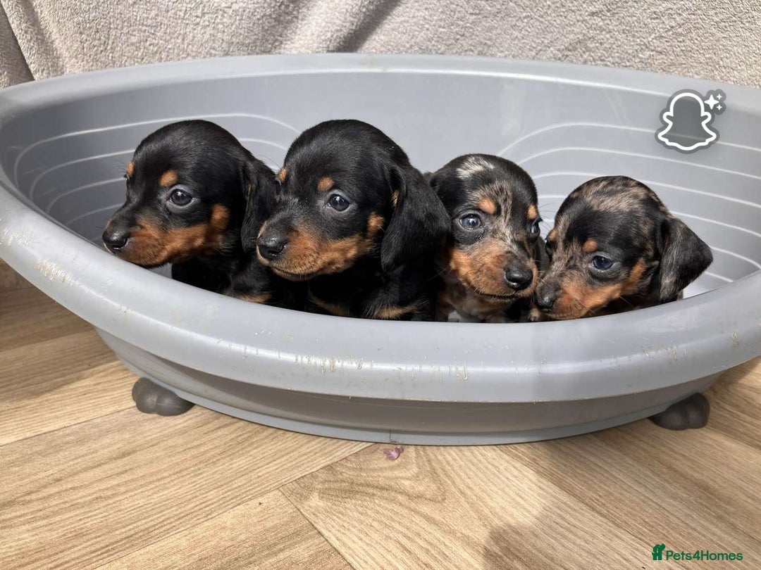 Miniature Dachshund dogs for sale: Miniature dachshund puppies - Image 11