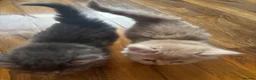 Mixed Breed cats for sale: 7 beautiful kittens available  - Advert 10