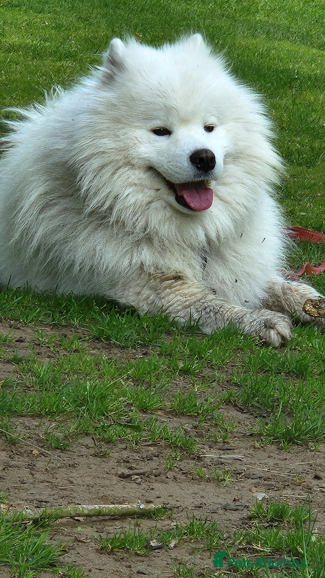 Samoyed dogs for stud: Samoyed  - Advert 2