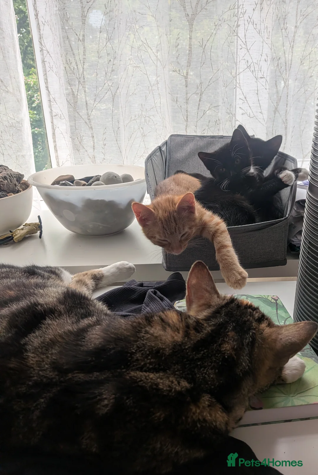 British Shorthair cats for sale: Rehoming our beloved 12 weeks old kittens - Advert 15