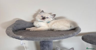 Ragdoll cats - Advert 15