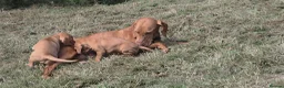 Hungarian Vizsla dogs for sale: Dual Purpose Hungarian Vizsla Bitch Puppies - Advert 3