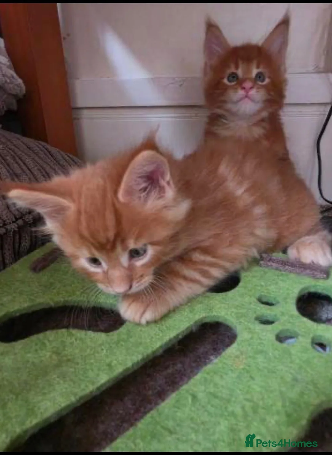 Maine Coon cats for sale: Wonderful Maine coon kittens - Advert 2