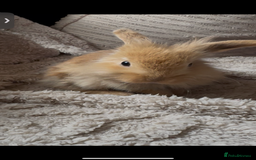 Mini Lop rabbits for sale: Mini Lop/Lion Lop babies - Image 2