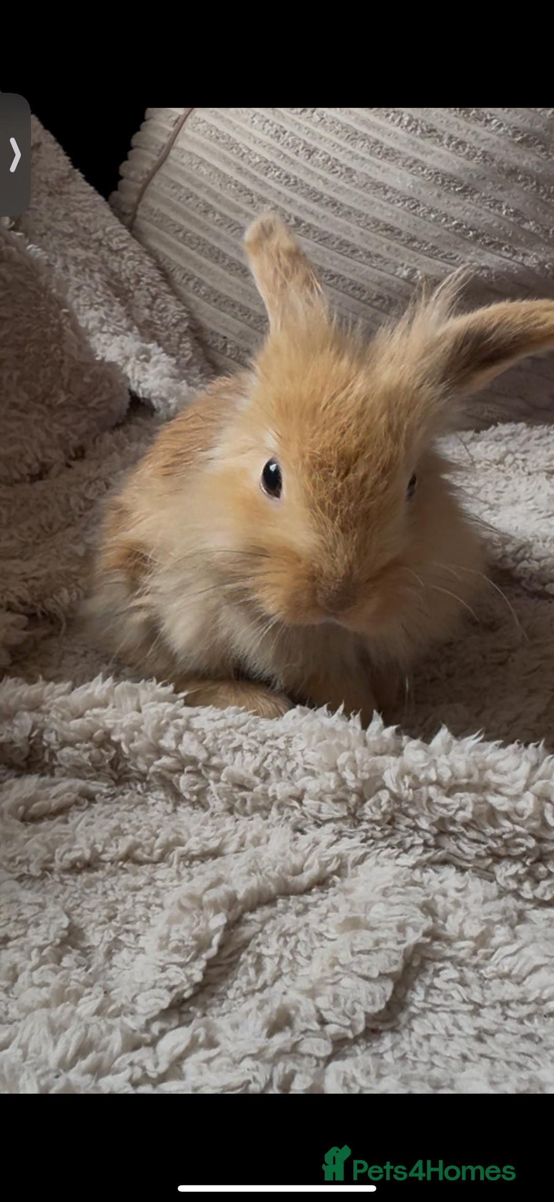 Mini Lop rabbits for sale: Mini Lop/Lion Lop babies - Image 2
