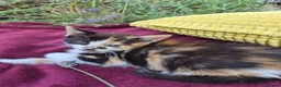 Mixed Breed cats for sale: Adorable Kittens for Sale – 3 Boys, 2 Girls in London - Advert 7