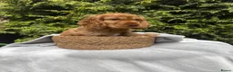 Cocker Spaniel dogs for sale: ORIGINAL SHOW TYPE COCKERS 🐾 - Advert 2