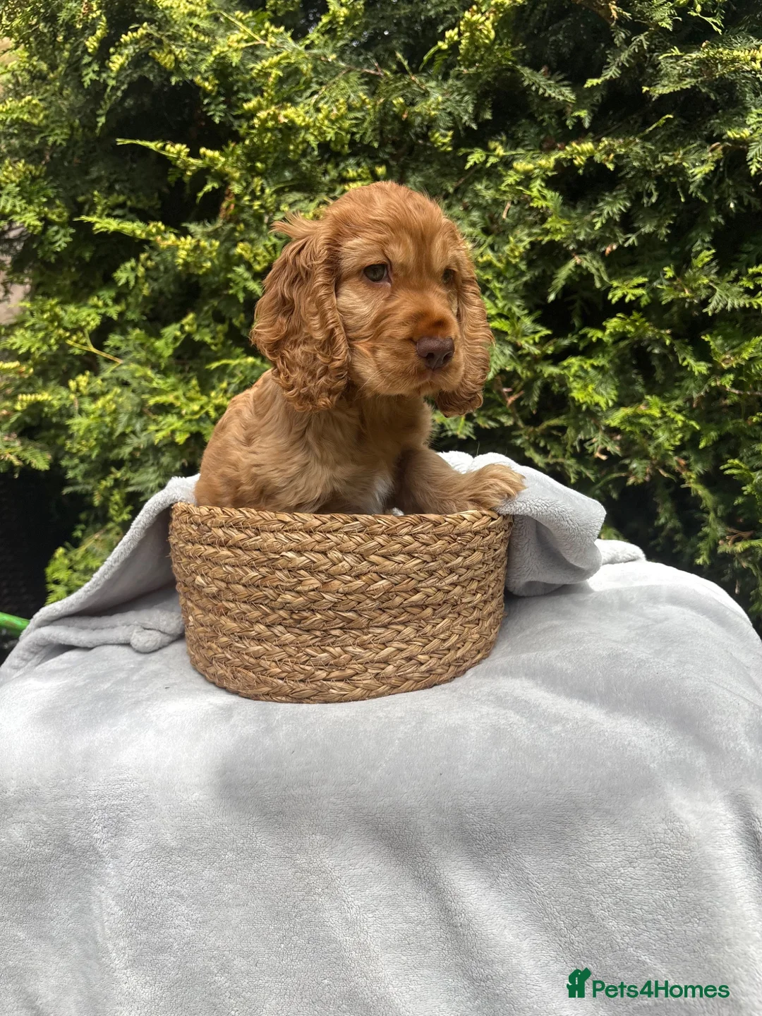 Cocker Spaniel dogs for sale: ORIGINAL SHOW TYPE COCKERS 🐾 - Advert 2