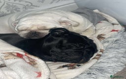 Pug dogs for sale: 2 adorable little boys  - Image 3