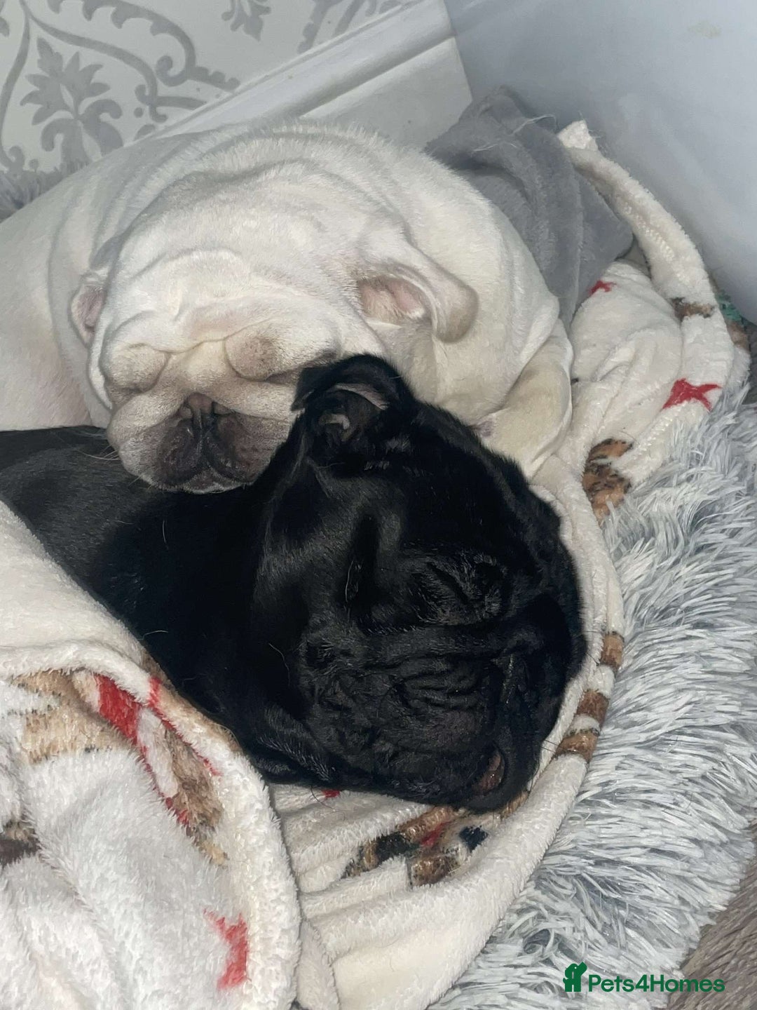 Pug dogs for sale: 2 adorable little boys  - Image 3