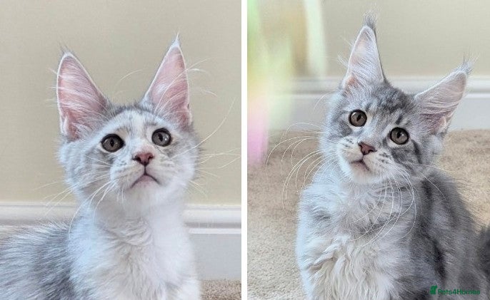 Maine Coon cats Champion Line Registered Female Kittens  - Advert 1