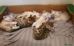 Bengal cats for sale: Pure Bengal kittens for sale - Image 12
