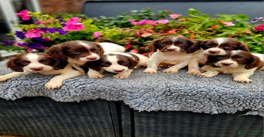 English Springer Spaniel dogs - Advert 11