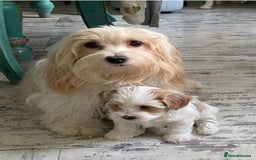 Havanese dogs for sale: 3 Beautiful Havanese Pedigree Puppies - Image 29