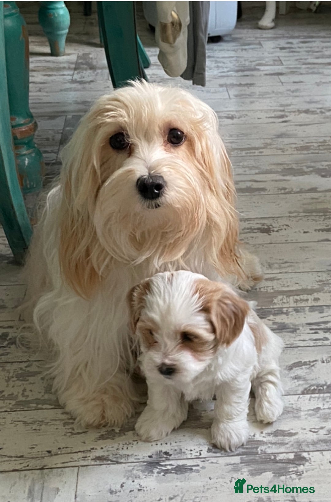 Havanese dogs for sale: 3 Beautiful Havanese Pedigree Puppies - Image 29
