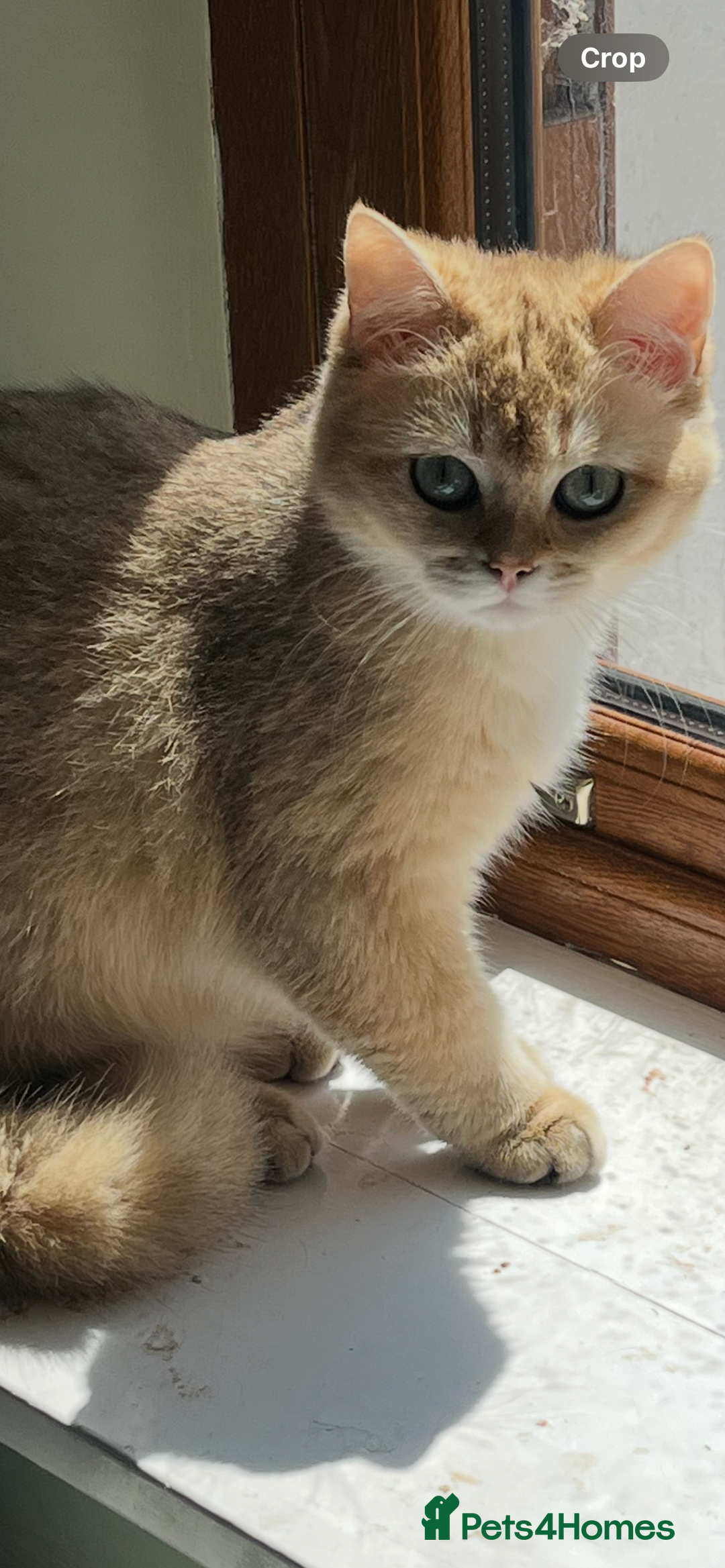British Shorthair cats for sale: Gorgeous GCCF Ny12 + white kittens  - Image 17