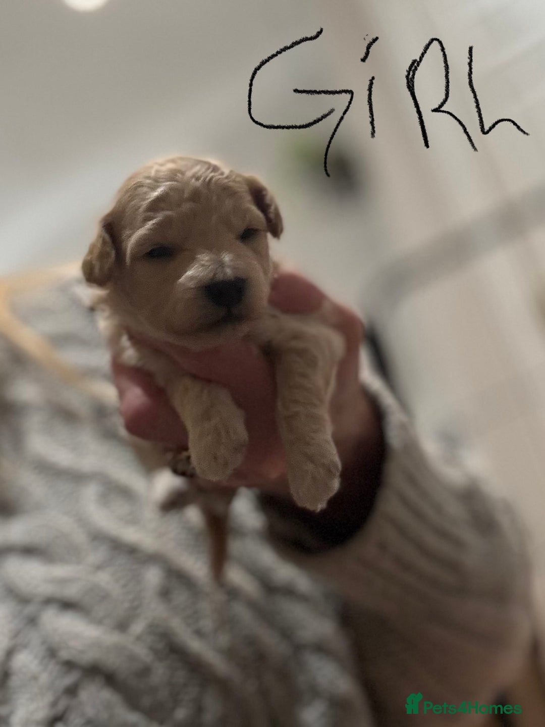 Maltipoo dogs for sale: Maltipoo pups  - Advert 4