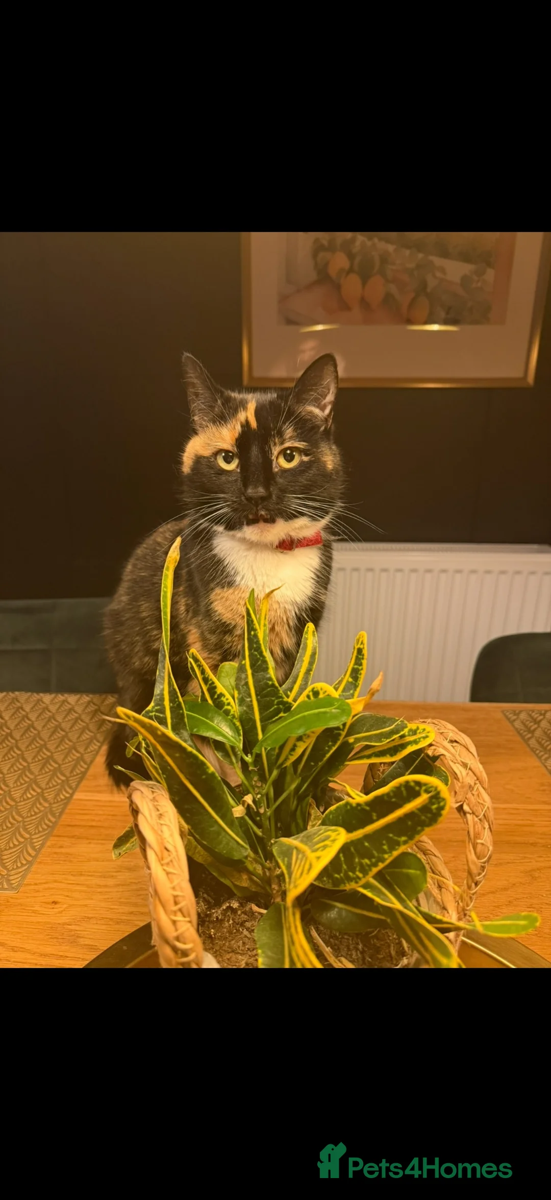 Mixed Breed cats for sale: Beautiful kittens for sale  in Bedford - Advert 15