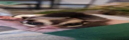 Mixed Breed invertebrates for sale: Sugar glider in Nottingham - Advert 4