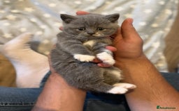 British Shorthair cats for sale: British shorthair kittens  - Image 1