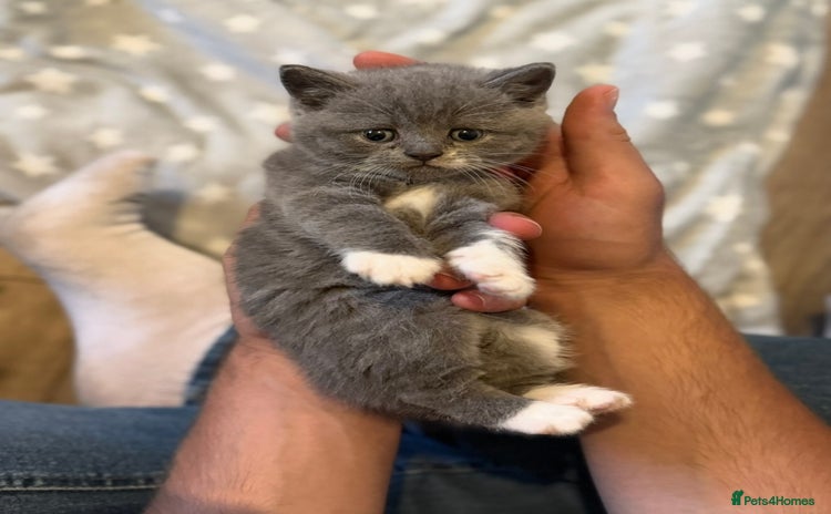 British Shorthair cats - Advert 4