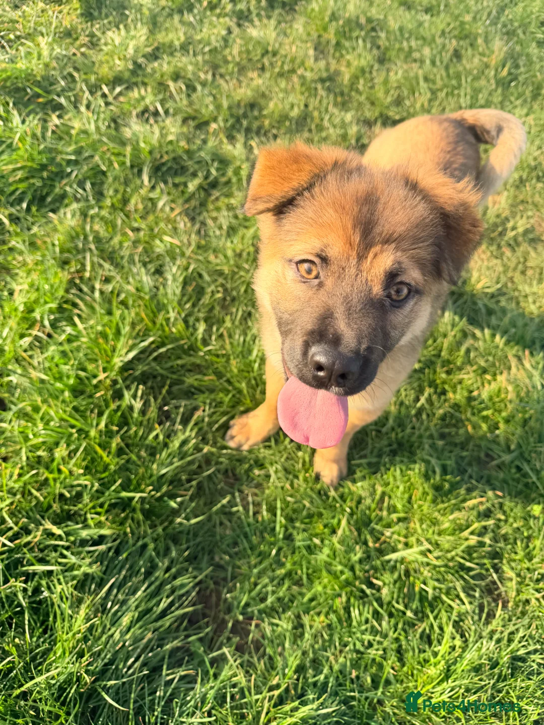 Mixed Breed dogs for sale: German Shepherd / Sharpei  in Exmouth - Advert 1