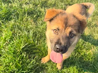 Mixed Breed dogs German Shepherd / Sharpei - Advert 2