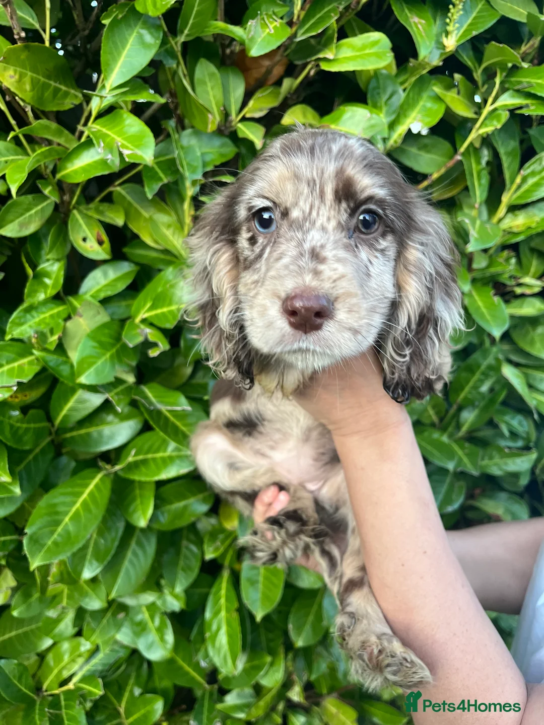 Cocker Spaniel dogs for sale: Cocker spaniel puppies  - Advert 7
