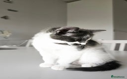 Mixed Breed cats for sale: 2 outstanding beauty girls  - Image 21