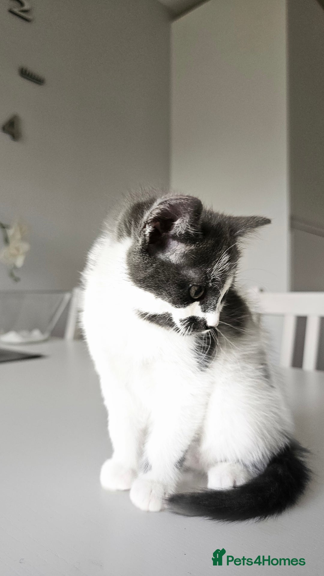 Mixed Breed cats for sale: 2 outstanding beauty girls  - Image 21