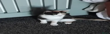 Mixed Breed Kitten 1