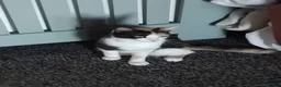 Mixed Breed cats for sale: Forever home needed in Skegness - Advert 2