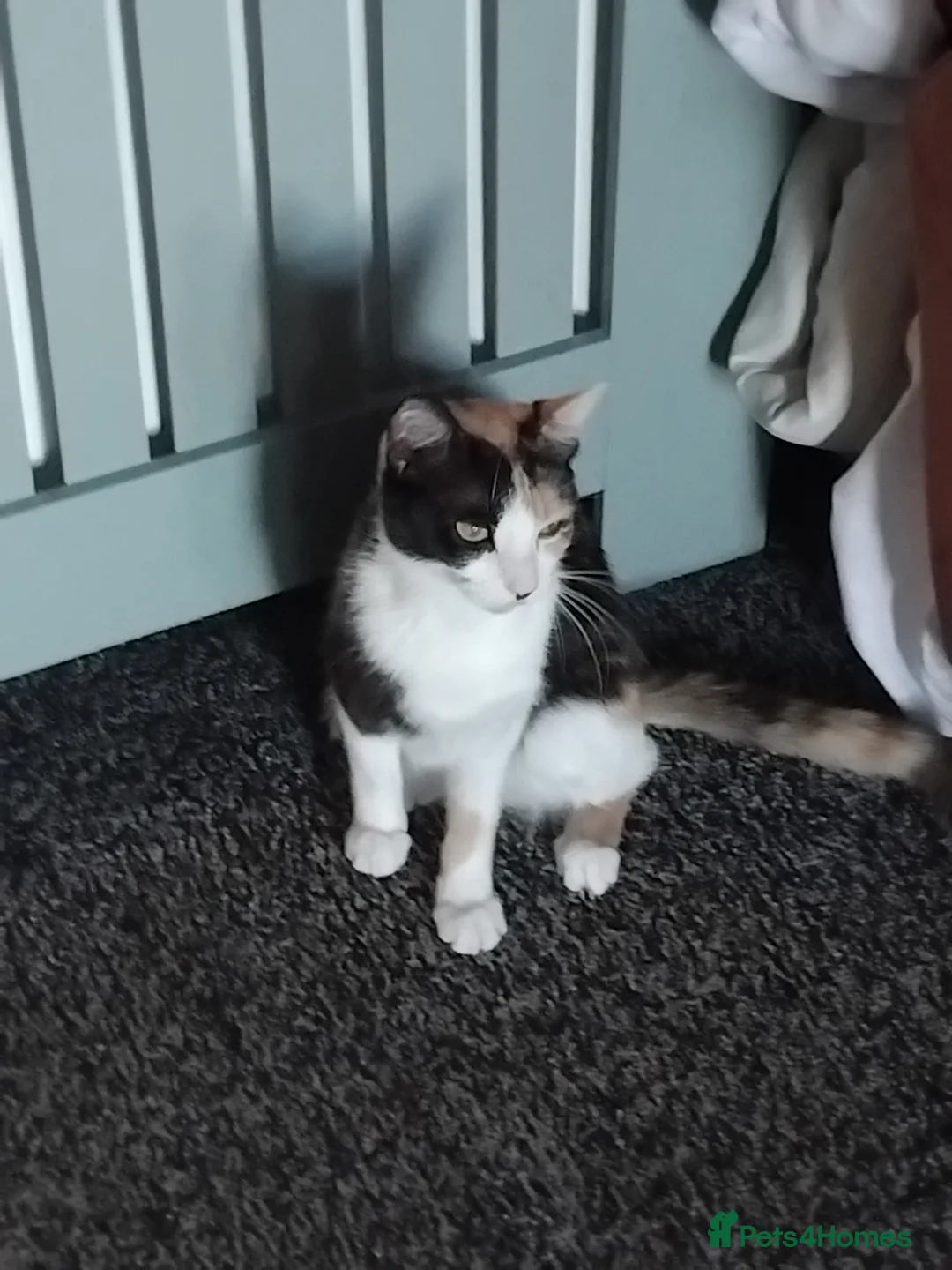 Mixed Breed cats for sale: Forever home needed in Skegness - Advert 2