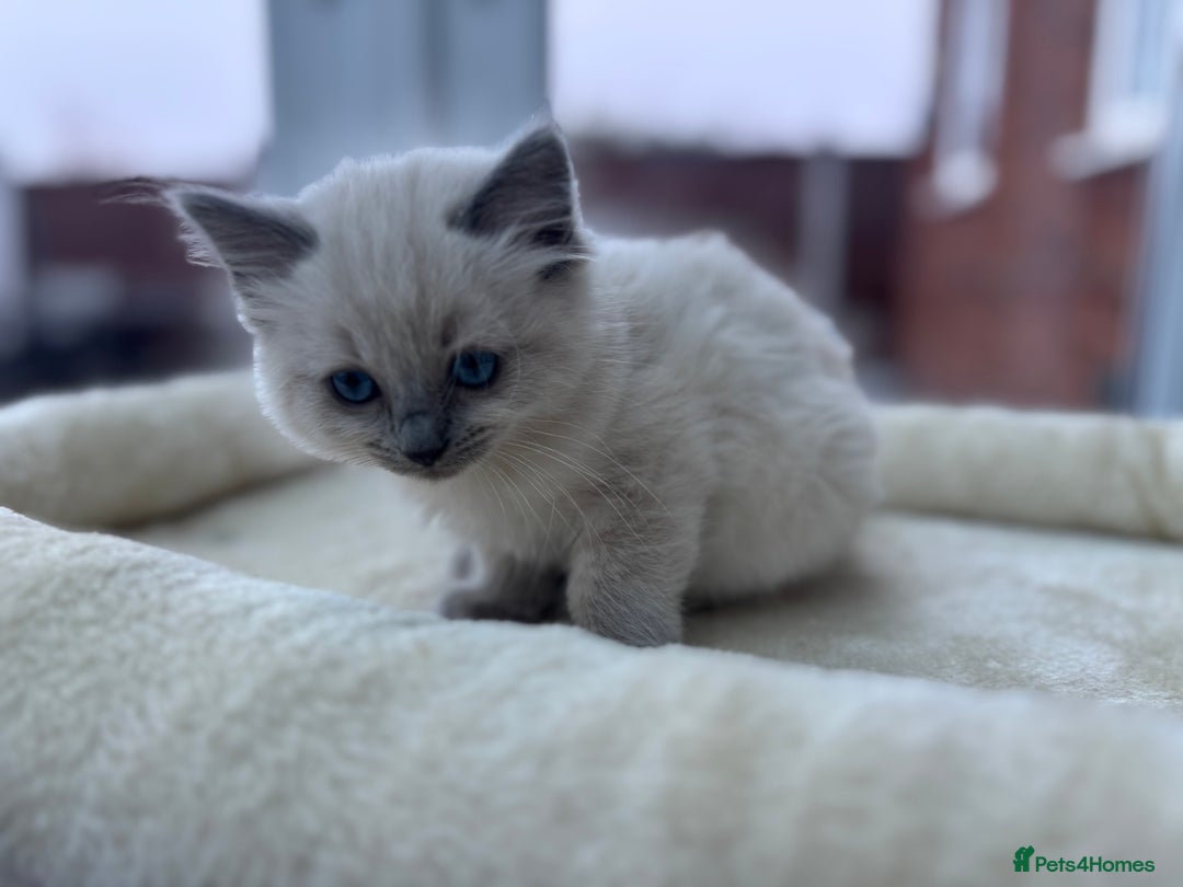 Ragdoll cats for sale: **Gorgeous Ragdolls**  - Advert 9