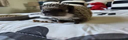 Pygmy Hedgehog rodents for sale: Female Pygmy hedgehog - Advert 1