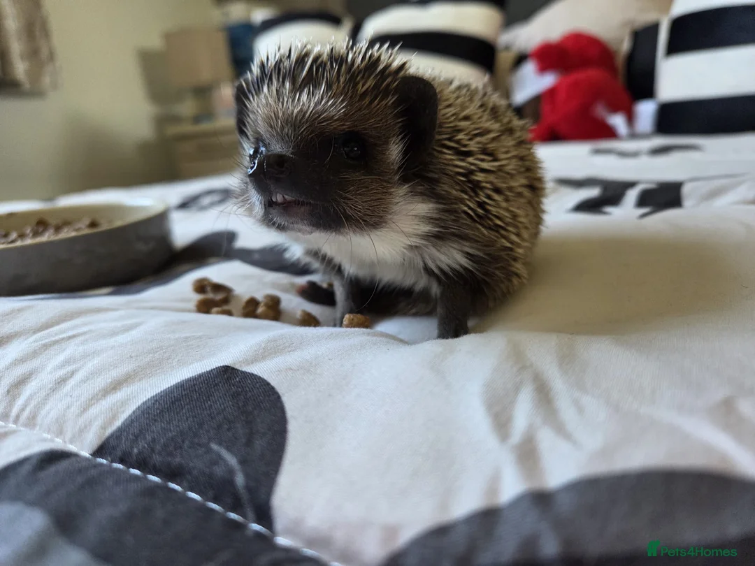 Pygmy Hedgehog rodents for sale: Female Pygmy hedgehog - Advert 1