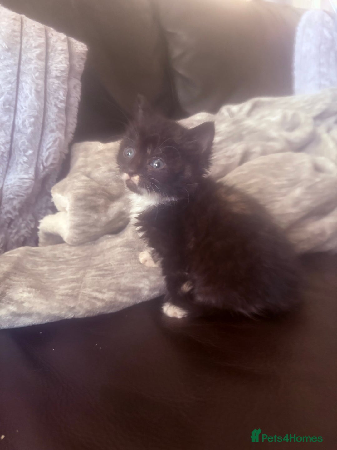 British Shorthair cats for sale: Beautiful fluffy ginger and torteshell kittens,  - Image 11